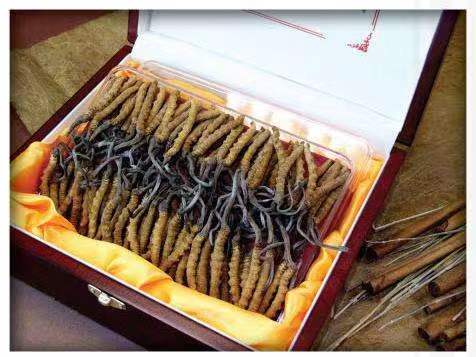 融安冬虫夏草回收